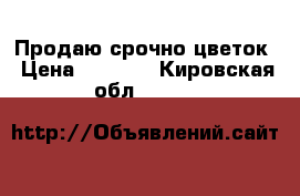 Продаю срочно цветок › Цена ­ 3 000 - Кировская обл.  »    